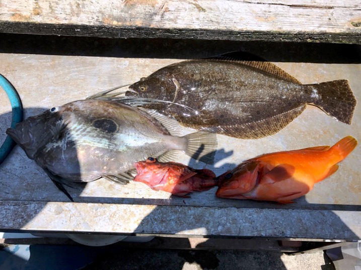 今日の釣果　ヒラメ・アカムツ・ウマヅラハギなどなど。