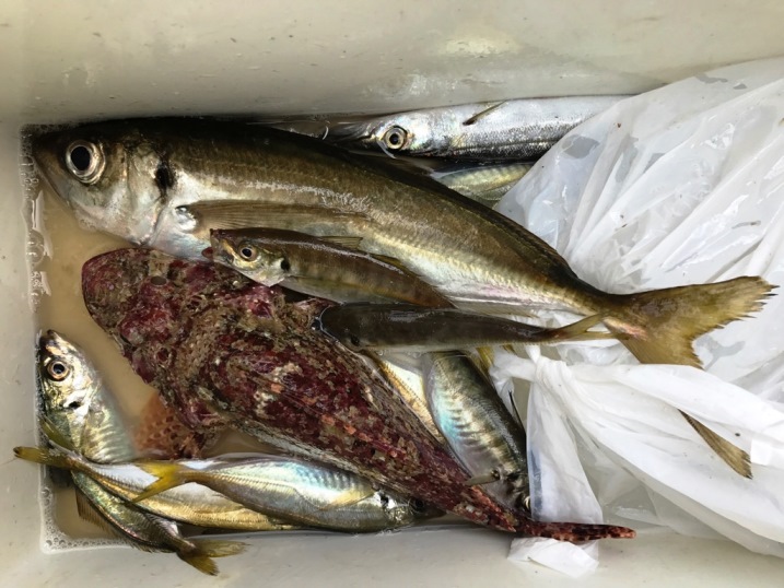 今日の釣果　アジ・アラ・オコゼ・オニカサゴなどなど。