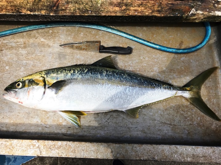 今日の釣果　ヒラマサ・キンメ・カマスなどなど。