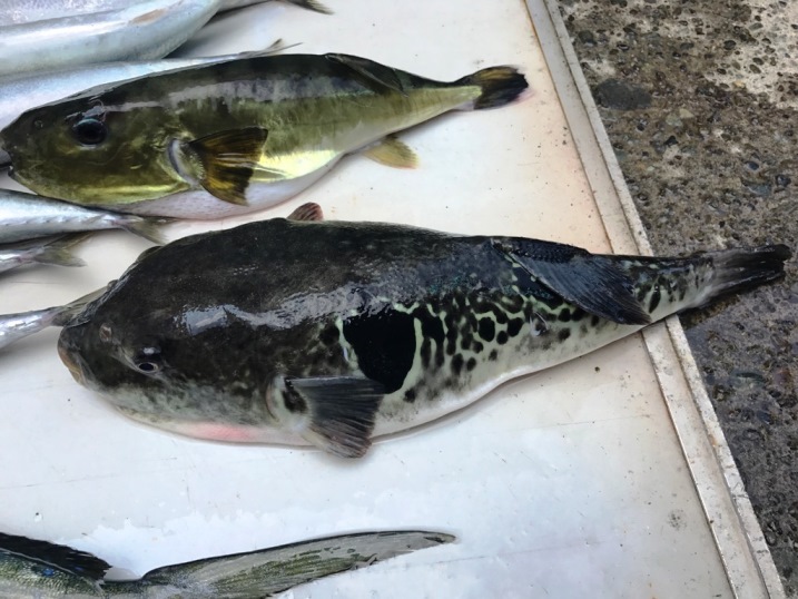 今日の釣果　トラフグ・サバ・マダイ・子カンパチなど
