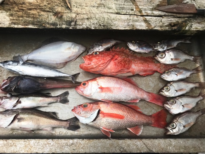 今日の釣果　浅から深まで。