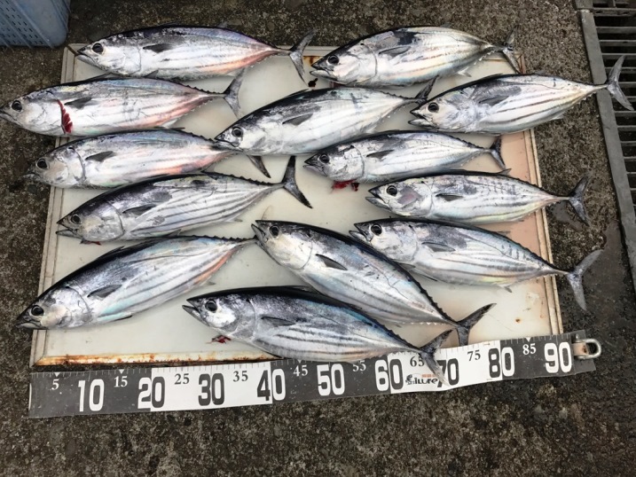 今日の釣果　カツオ・アカムツ・ワラサなど。