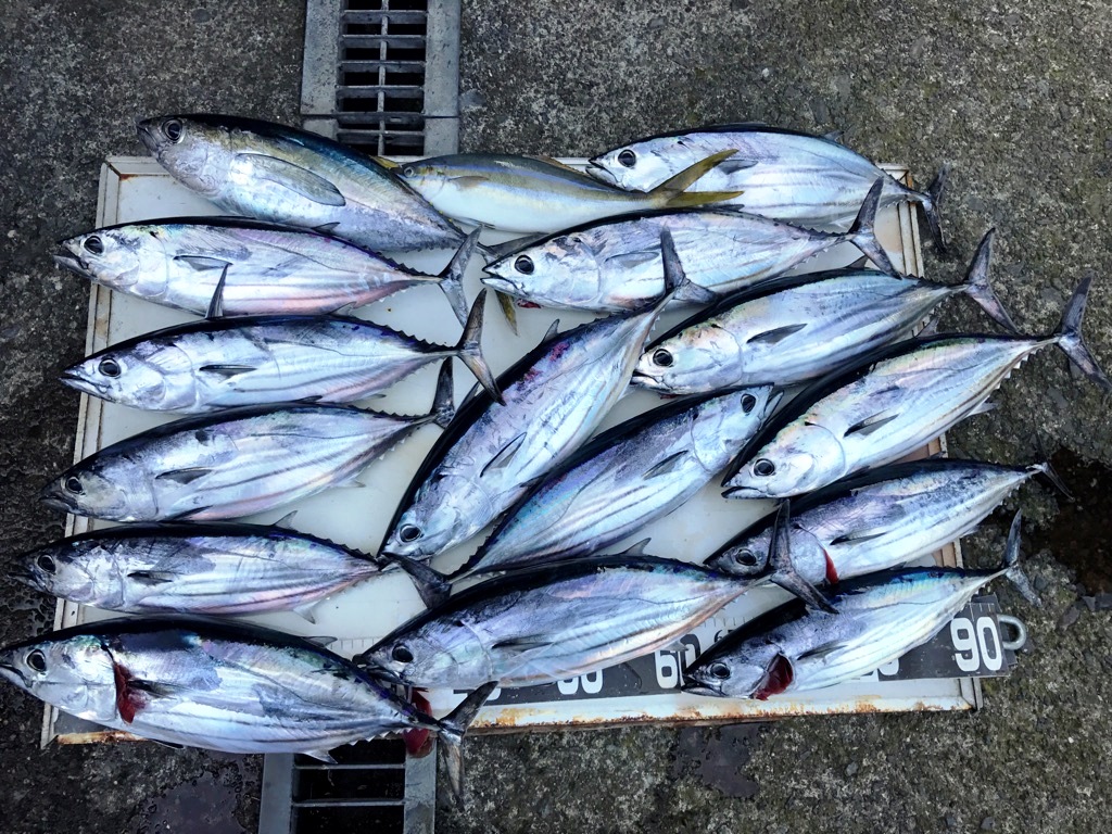 今日の釣果　カツオ・キダイ・アジ他いろいろ