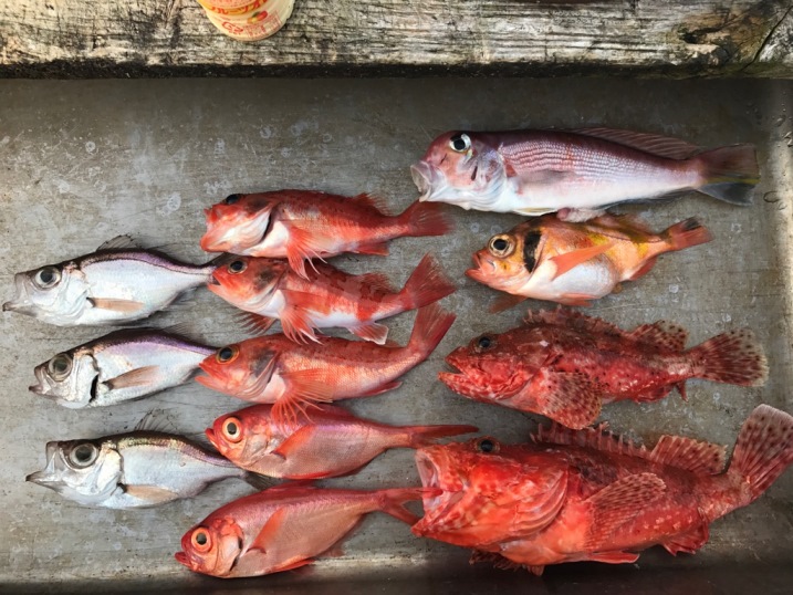 今日の釣果　オニカサゴ・キンメ・アマダイなど。