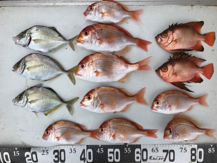 今日の釣果　カイワリ・アラ・オニカサゴetcetc