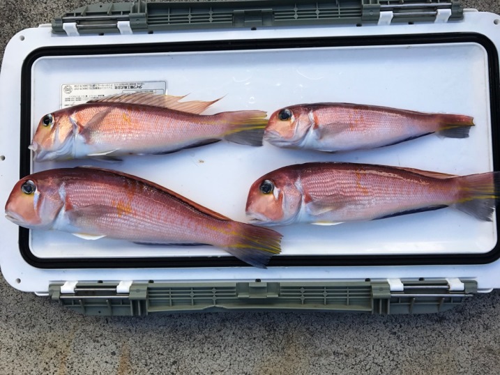 今日の釣果　浅いとこも深いとこも