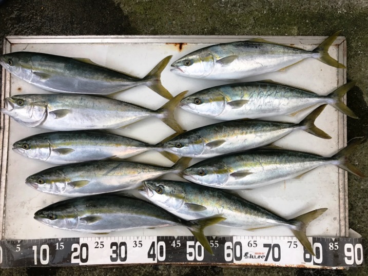 今日の釣果と芦ノ湖グリーンカップへ向けて出発！