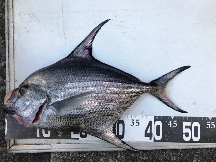 今日の釣果　珍しいの釣れた。