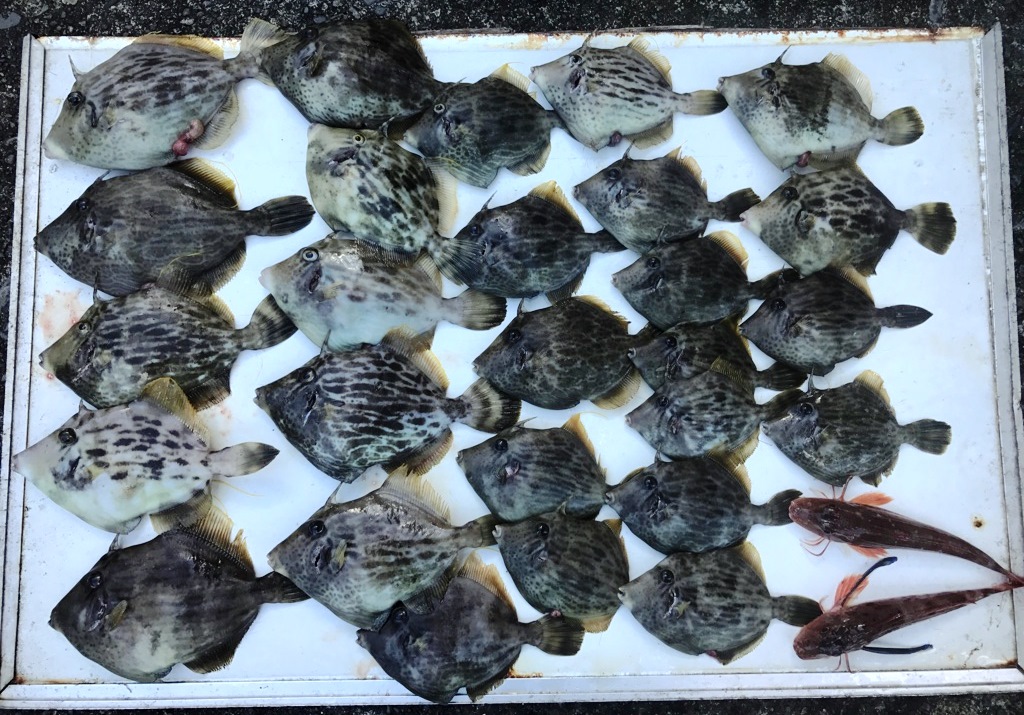 今日の釣果　カワハギ・アカムツ・アラ・・・そしてイナダ祭り。
