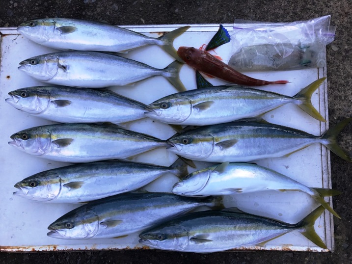 今日の釣果　風にも負けず。