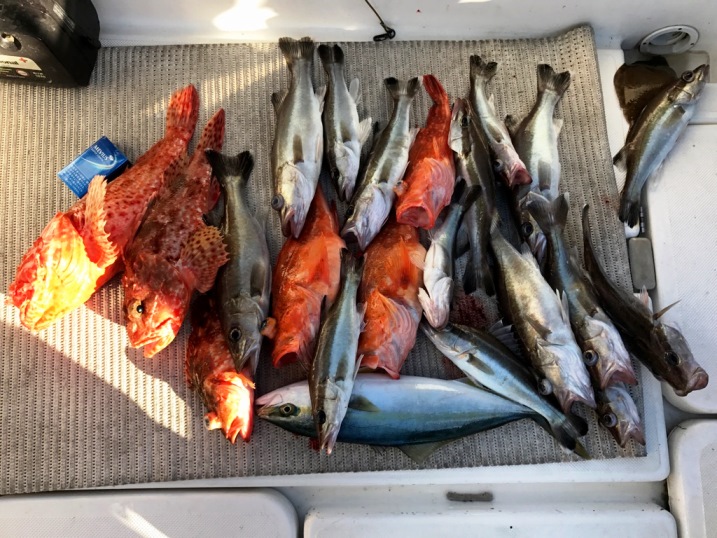 今日の釣果　アラ・オニカサゴ・イナダ・深海魚も釣れてます。