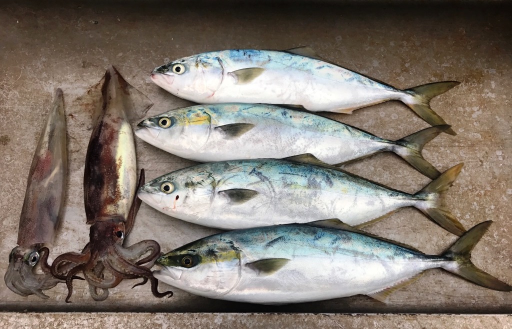 今日の釣果　スルメイカ・オニカサゴ・キンメetcetc