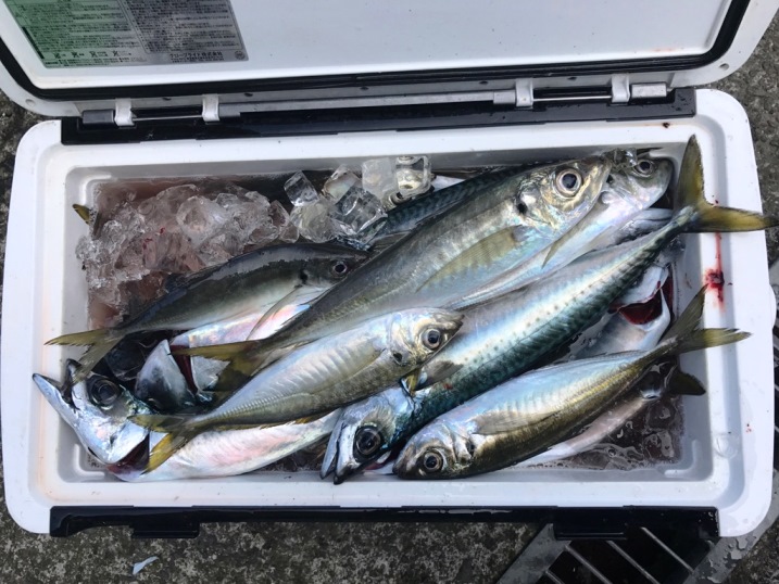 今日の釣果　アジ・アカムツ・オニカサゴなどなど