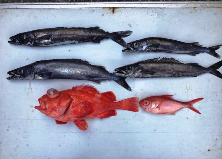 今日の釣果　アカムツ・クロムツ・キンメなどなど。