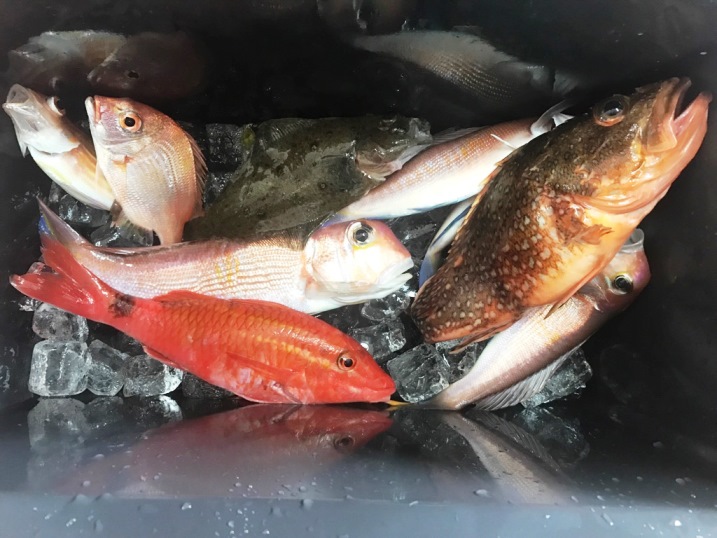 種類豊富な今日の釣果。