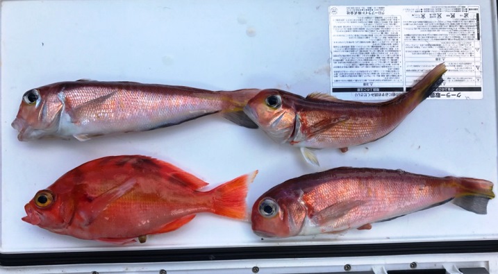 今日の釣果　赤いお魚青いお魚