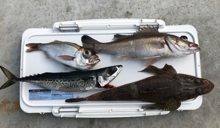 今日の釣果　アラ・サバ・シロムツ・ワニゴチ。