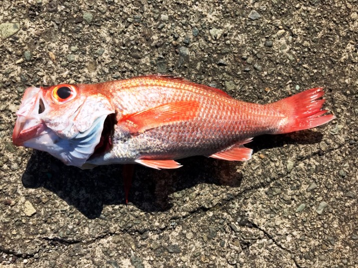 今日の釣果　アカムツ・イサキ・イナダなどなど