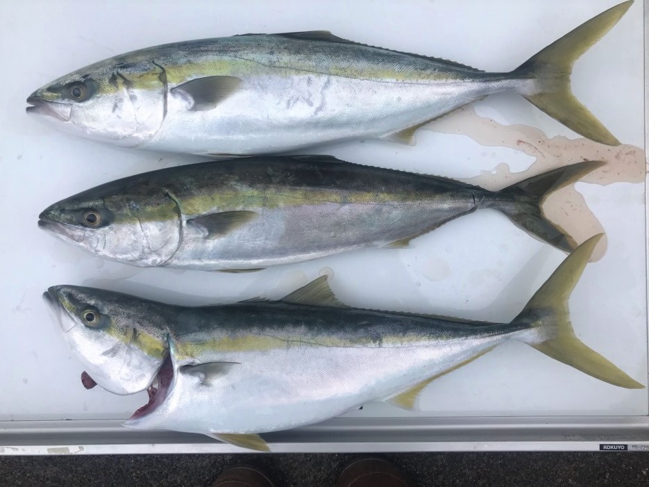 今日の釣果　ワラサ