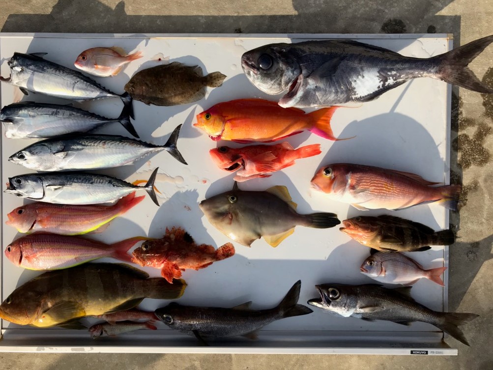 勝手に釣果情報！青魚・赤魚