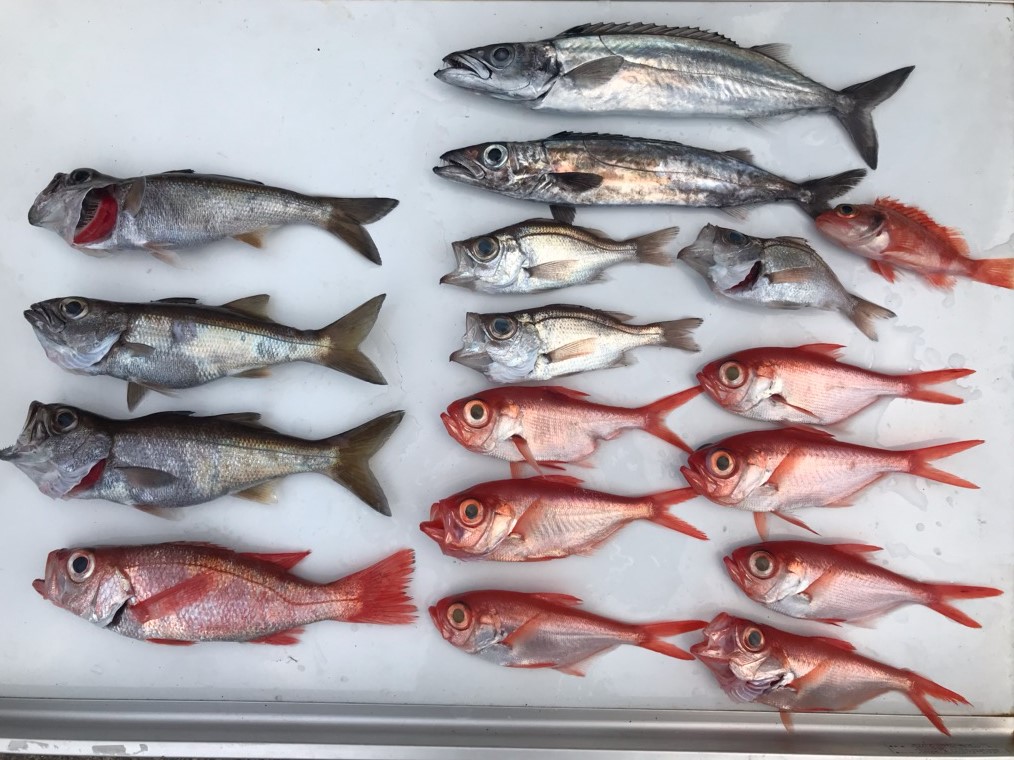 本日の釣果　深場のお魚たち