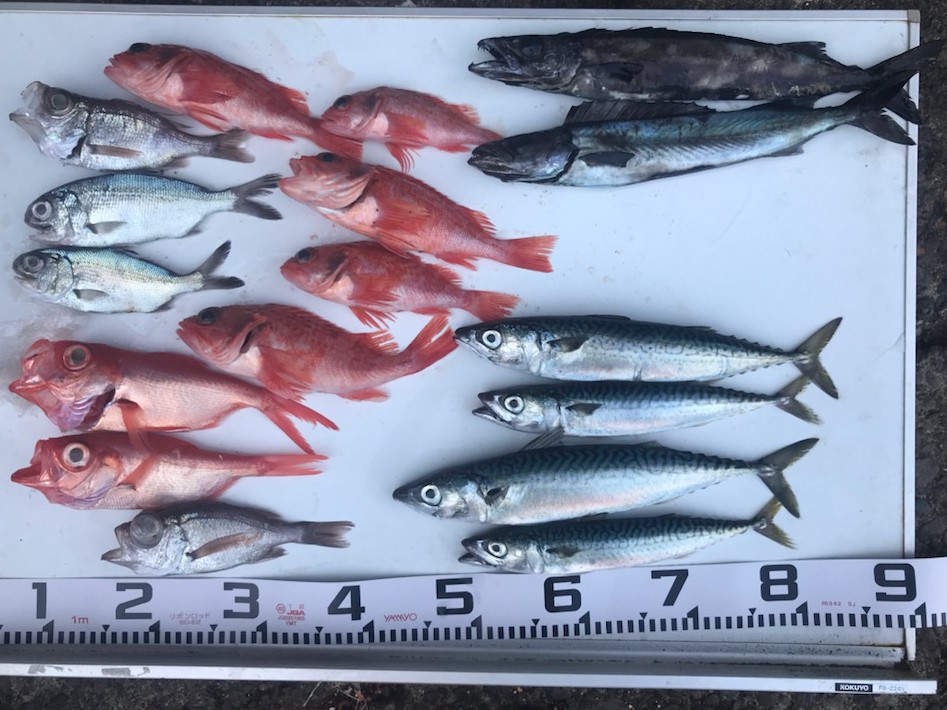 釣果情報！深場のお魚。