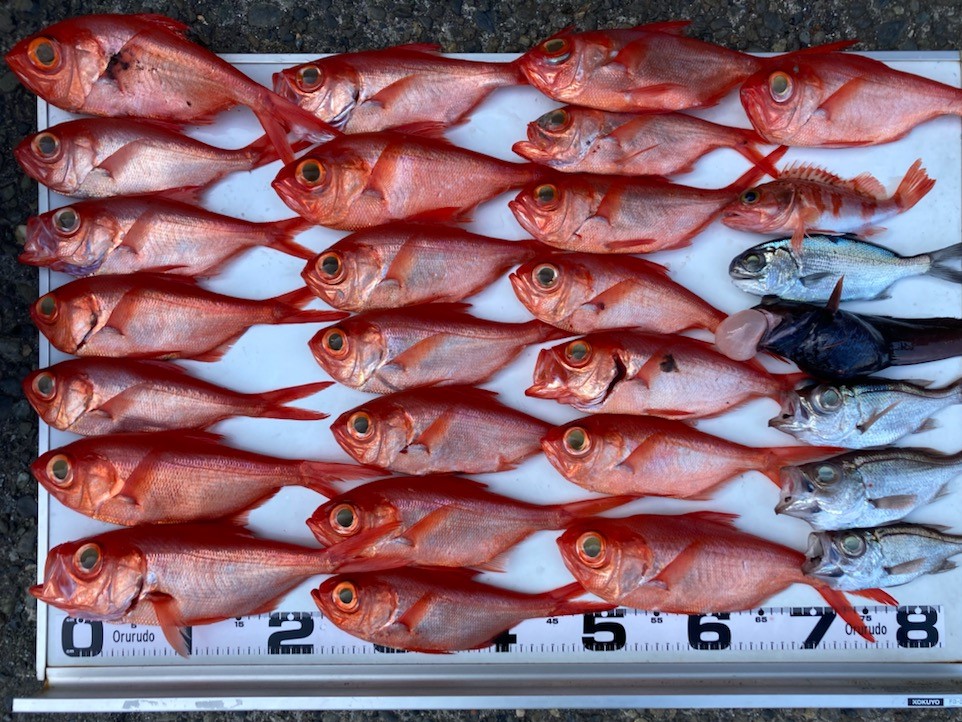 釣果情報！赤いの沢山。