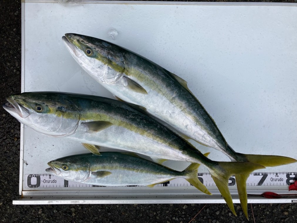 勝手に釣果情報！赤いの青いの釣れました。