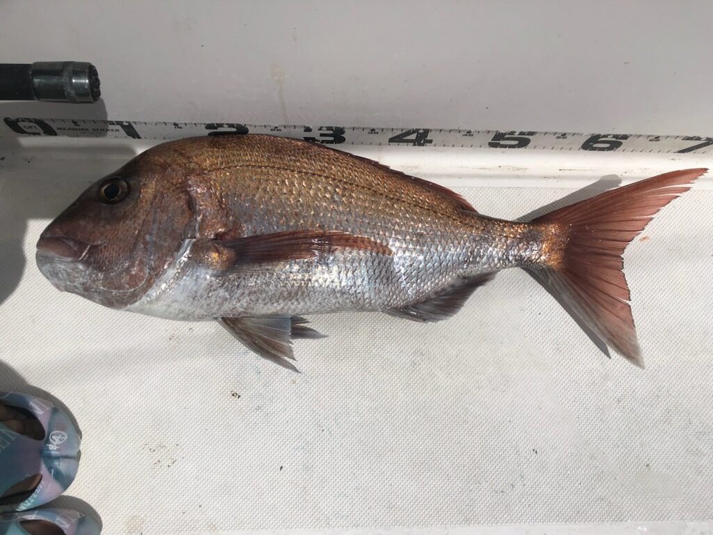 勝手に釣果情報！マダイ・クロムツ・キハダマグロなどなど。
