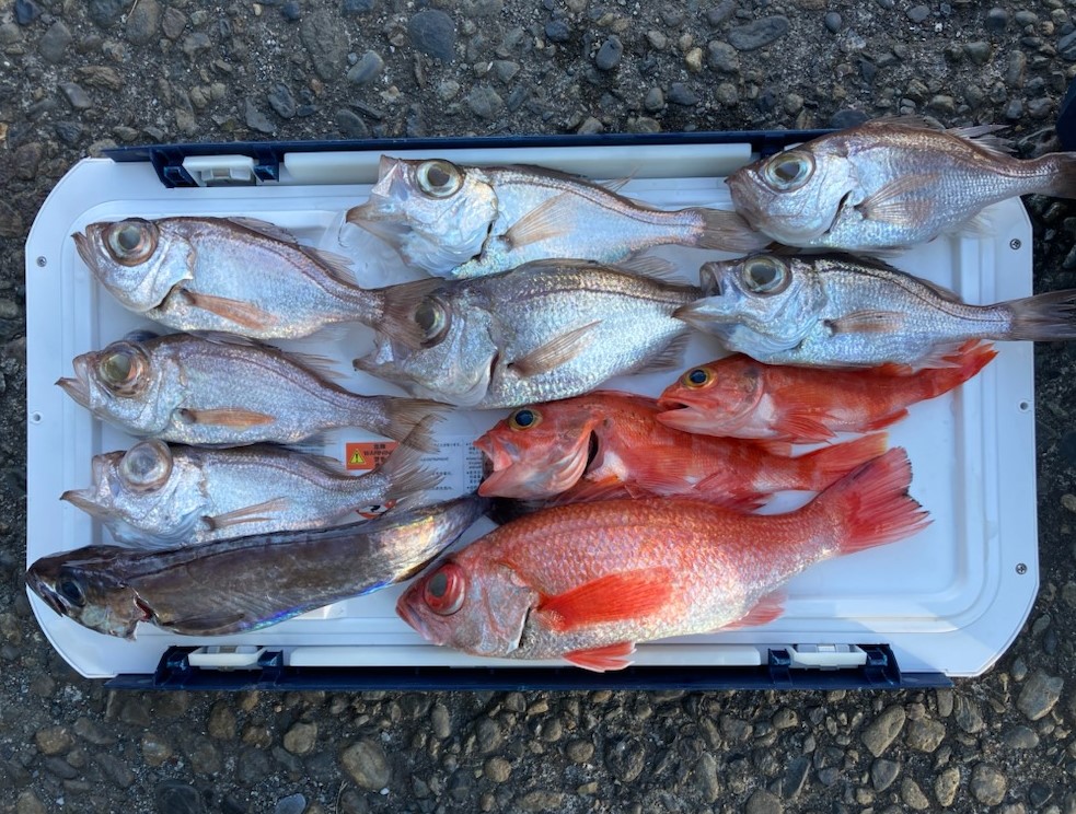 勝手に釣果情報！赤いのから青物まで釣れてます。