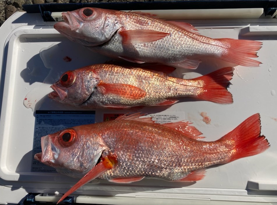 勝手に釣果情報！深場のお魚。