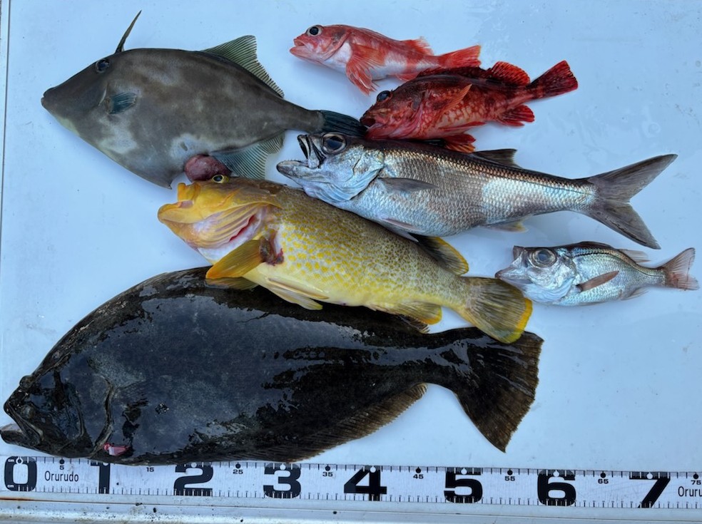 釣果情報！ヒラメ・アオハタ・クロムツ他