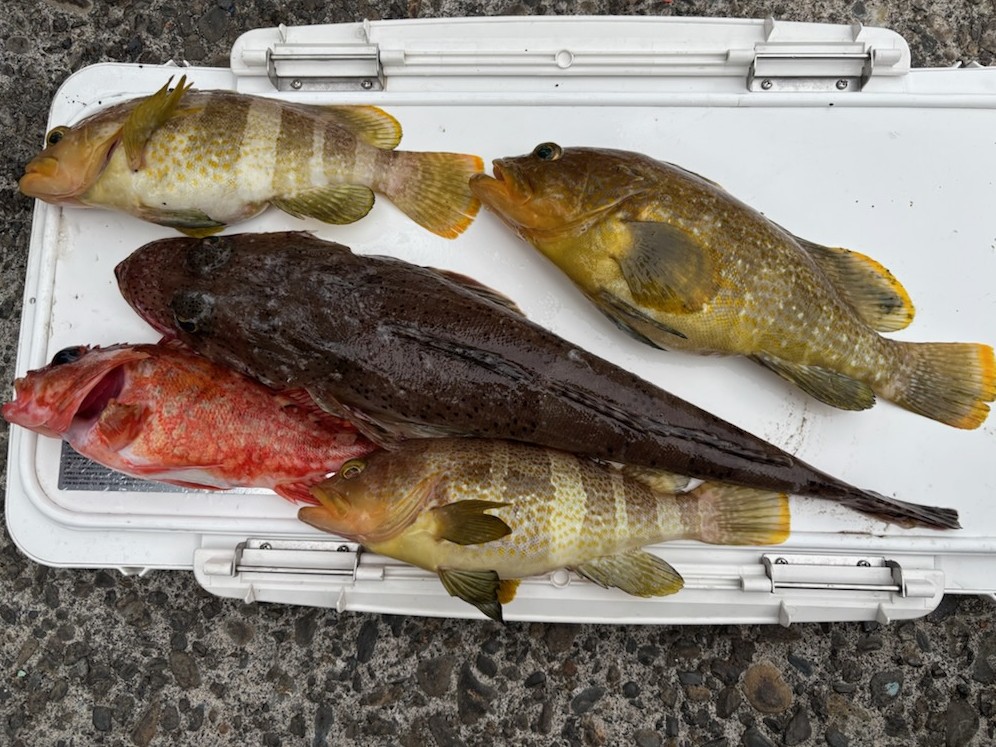 釣果情報～ワラサ・アオハタ他。