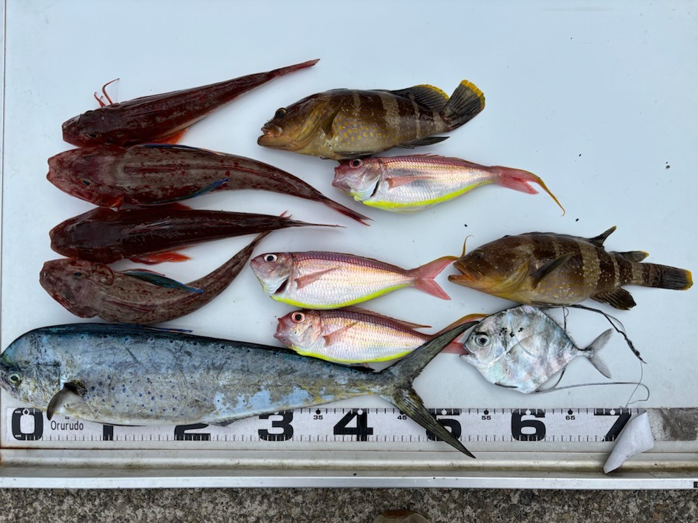 釣果情報～ホウボウ・アオハタなどなど。