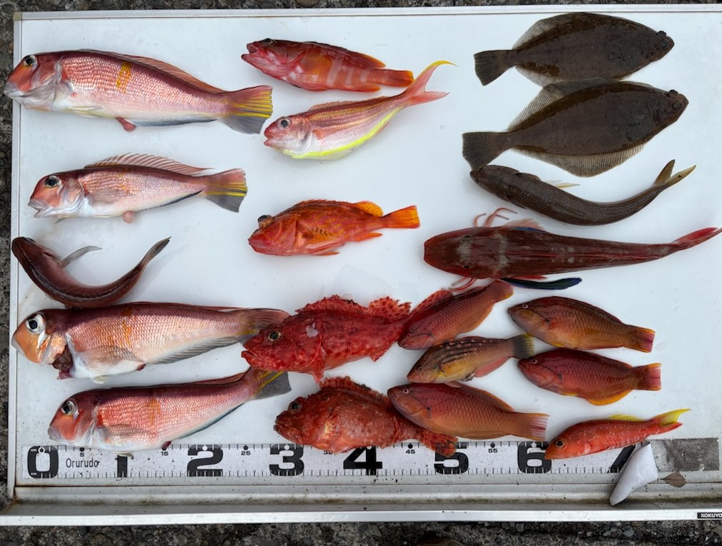 釣果情報～アマダイ・ホウボウ・オニカサゴなどなど。
