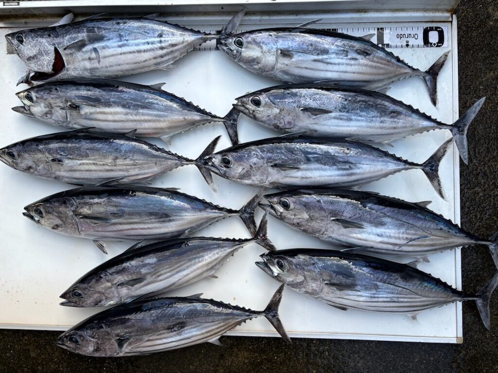 釣果情報～カツオだらけ