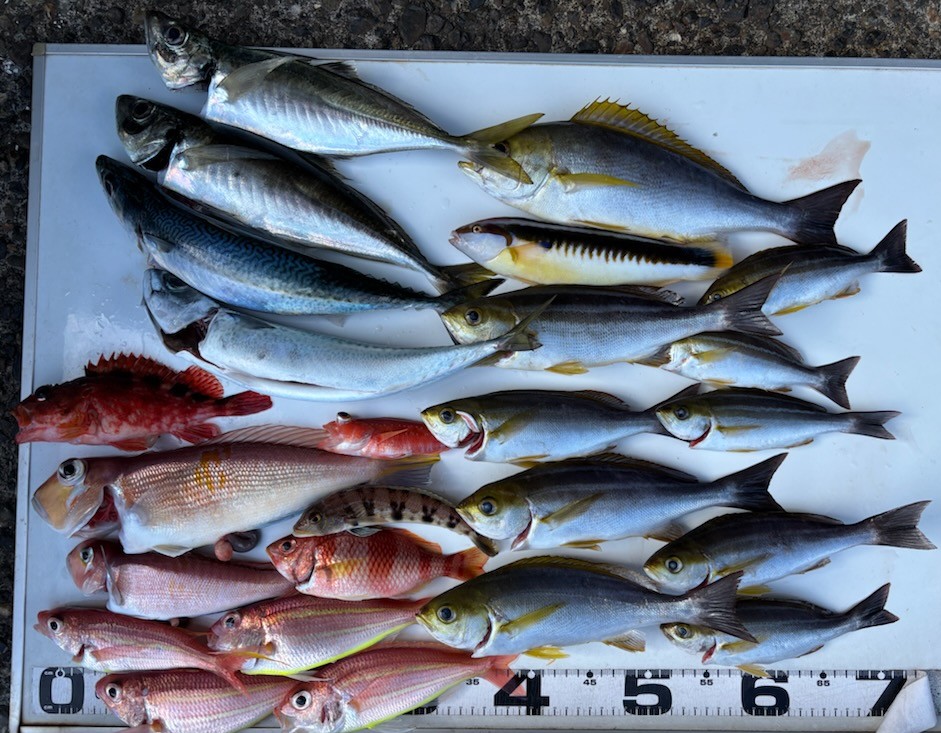 勝手に釣果情報！カワハギ・イサキ