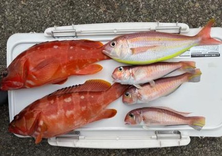 釣果情報～アカハタ・アマダイ・クロムツなどなど。