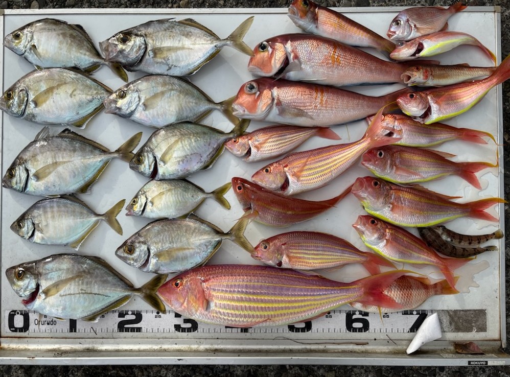 釣果情報～カイワリ・アマダイ・アカハタなどなど。