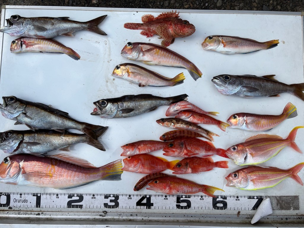 釣果情報～アマダイ・クロムツ・アカハタなどなど。