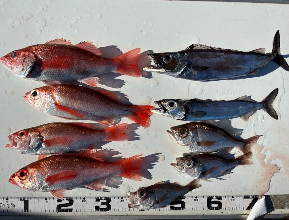 勝手に釣果情報！アカムツ・アマダイ・マハタなどなど。