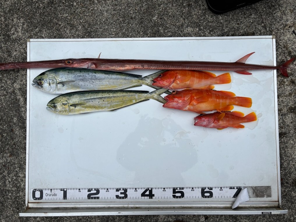 釣果情報～アカハタ・ヤガラ・シイラ他