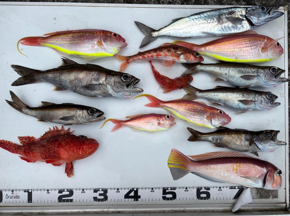 釣果情報～アマダイ・どんこ・アカハタなどなど。