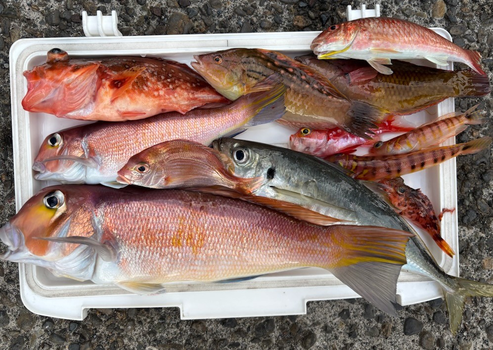 釣果情報～アマダイ・アジ・アオリイカ他