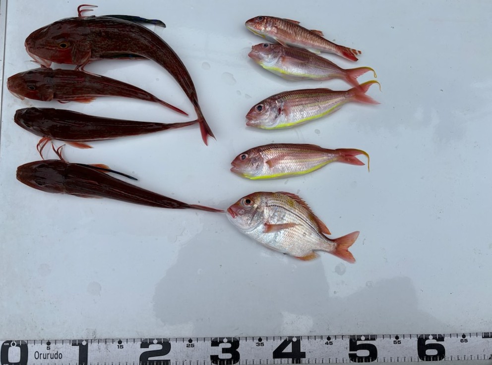 勝手に釣果情報！アカハタ・ホウボウなどなど。