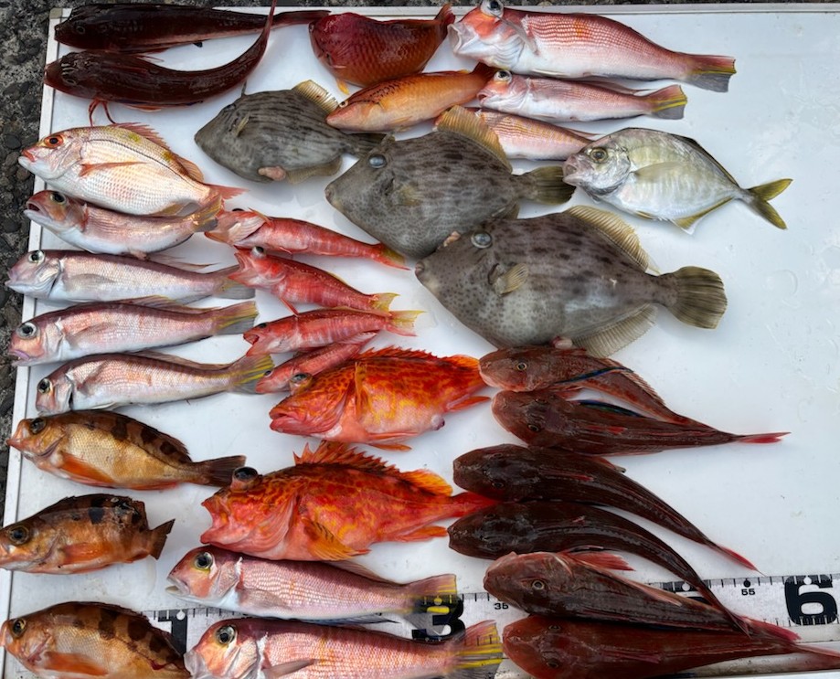 釣果情報～カワハギ・アマダイ・キダイほか