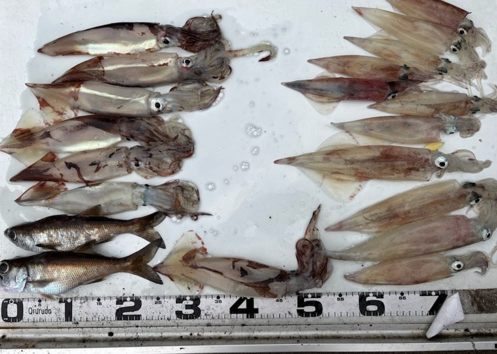 釣果情報～ヤリイカ・メダイ・アマダイなどなど。