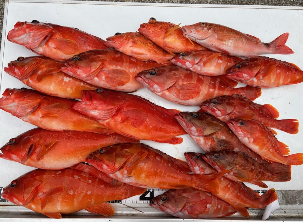 勝手に釣果情報！アカハタとオジサン