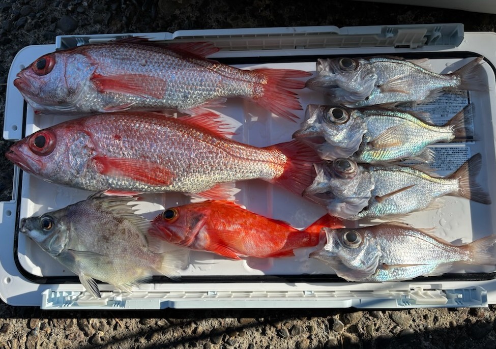 ♦♢♦2026♦♢♦初釣果