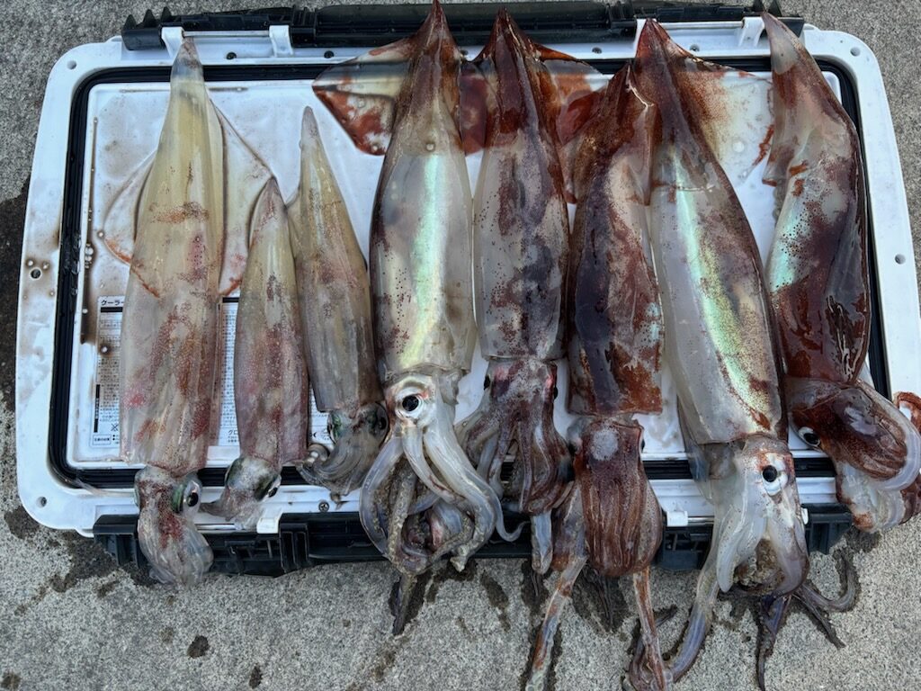 勝手に釣果情報！スルメイカ＆ヤリイカ